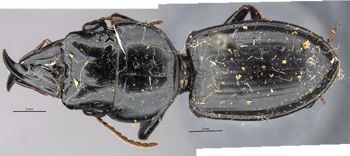 Media type: image;   Entomology 22013 Aspect: habitus dorsal view